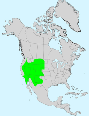 North America species range map for Dieteria canescens: Click image for full size map.